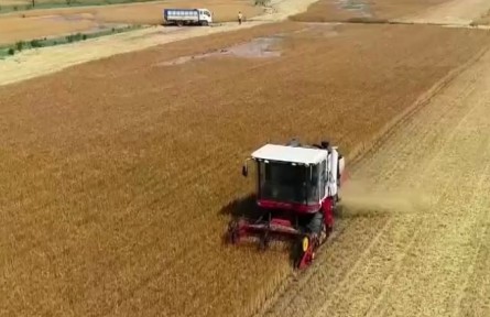 全國耐鹽堿小麥大面積開鐮收割