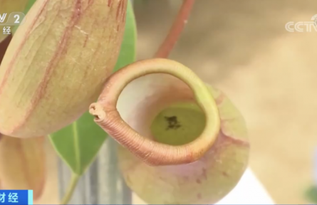 辟謠 | 驅蚊草、迷迭香……驅蚊捕蟲植物火了！真的能趕走蚊子嗎？