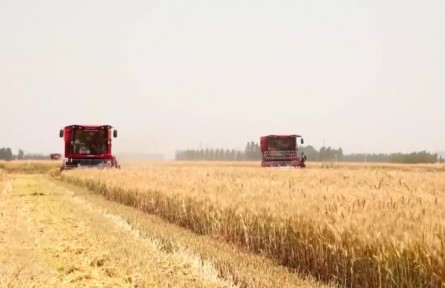 【在希望的田野上·三夏時節(jié)】我國夏糧主產(chǎn)區(qū)小麥?zhǔn)斋@近六成