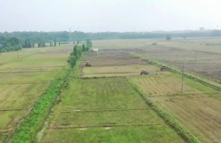 江西：已插播中稻912萬畝 完成計劃超六成