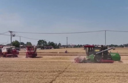 河北石家莊：430萬(wàn)畝小麥陸續(xù)開(kāi)鐮