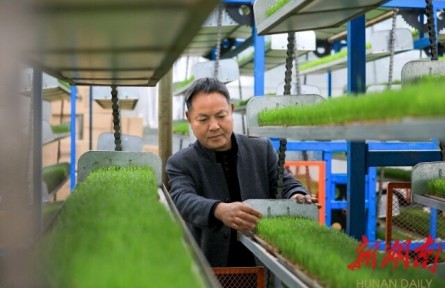 湖南岳陽金興村：誰知盤中餐，粒粒皆“智慧”