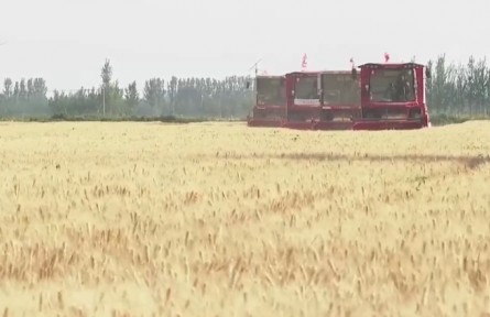 山東德州：多舉措保障小麥高產(chǎn)優(yōu)質(zhì)