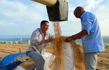 陜西寶雞鳳翔區(qū)：田間地頭夏收忙