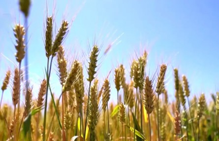 青海：17萬畝冬小麥豐收在望