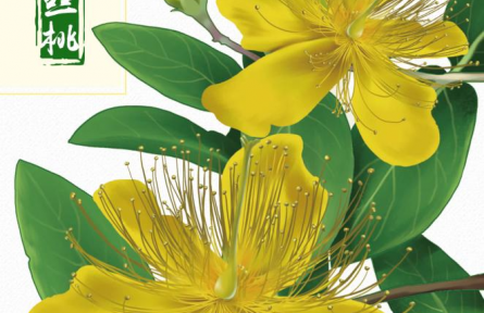 物種故事 | 金絲桃：燦若金絲，迎風(fēng)起舞，我是夏日里亮麗的風(fēng)景