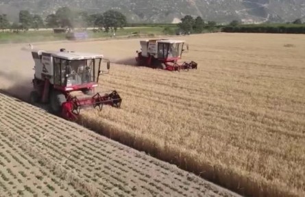 【在希望的田野上·三夏時節(jié)】我國夏糧主產(chǎn)區(qū)麥?zhǔn)者M(jìn)度過九成