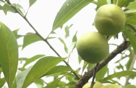 四川江安：大白李成熟季 采摘銷(xiāo)售忙