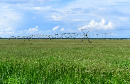 科技興草  科爾沁草業(yè)發(fā)展、草原“逆襲”