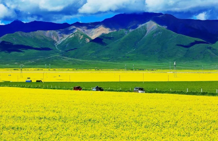 青海門(mén)源：這里有清涼世界的美麗花海