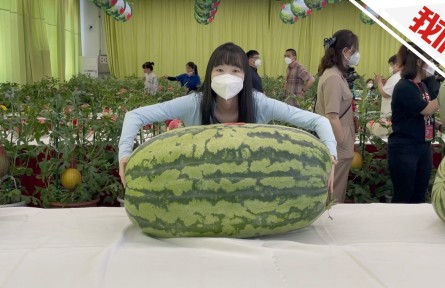 北京大興西瓜節(jié)189.72斤西瓜獲“瓜王”