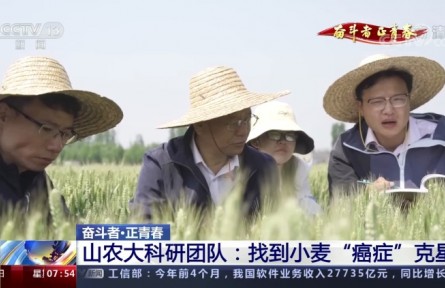 山農(nóng)大科研團隊：找到小麥“癌癥”克星