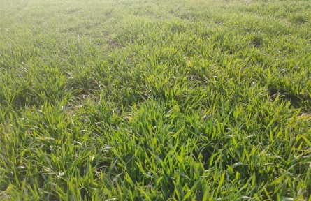 陜西武功：“科技壯苗”培訓 助力農(nóng)業(yè)增效增收