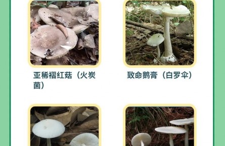 辟謠 | 男子用銀鐲試野蘑菇，仍中毒進(jìn)醫(yī)院！判斷毒菌有兩大金標(biāo)準(zhǔn)