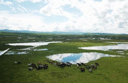 甘肅瑪曲：黃河，從這里清澈流過(guò)