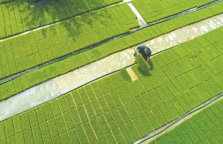 端穩(wěn)中國飯碗，貢獻(xiàn)安徽力量