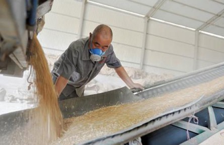 夏糧收購全面展開 進(jìn)度快于往年