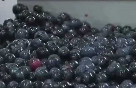 重慶南川：萬畝藍莓豐收 科技助力增收