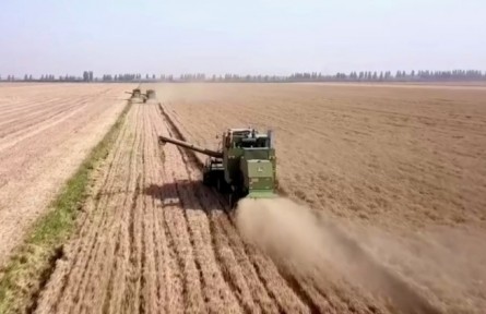 河南：優(yōu)質(zhì)麥“長”出好效益 激發(fā)種糧積極性