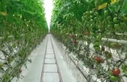 聚焦“農(nóng)業(yè)數(shù)字化技術(shù)員”：“一塊屏”背后的生產(chǎn)方式之變