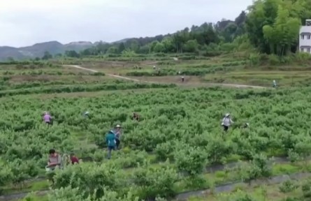 重慶南川：萬(wàn)畝藍(lán)莓豐收 科技助力增收