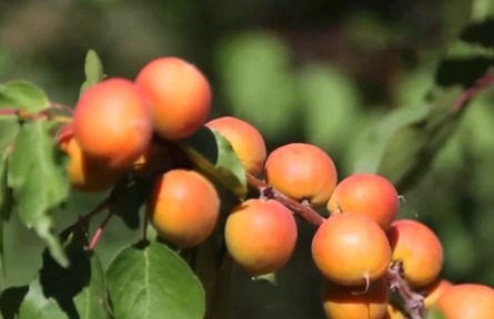 新疆：伊犁河谷樹上干杏進入豐收季