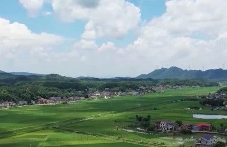 【在希望的田野上·三夏時(shí)節(jié)】精細(xì)高效管理 農(nóng)作物長勢(shì)良好