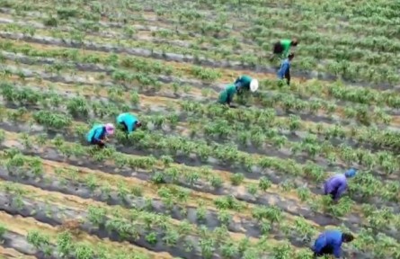 貴州：小暑時節(jié)夏收忙 各地特色農(nóng)產(chǎn)品迎豐收