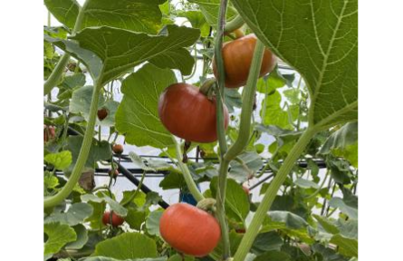 農(nóng)業(yè)新技術(shù)京郊首次應(yīng)用，無(wú)土栽培貝貝南瓜在北京市順義區(qū)試種成功