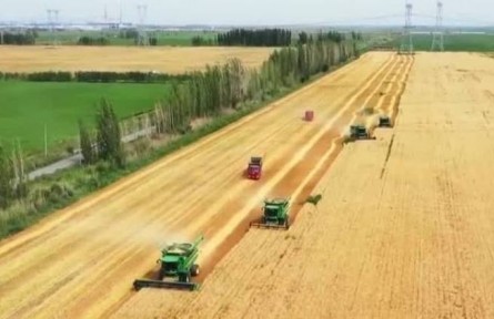 新疆：小麥夏收工作進(jìn)度過(guò)半 夏糧收購(gòu)工作已全面展開(kāi)