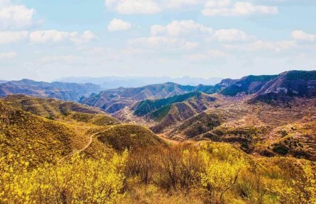 山西平順：黃花溝里的種花人