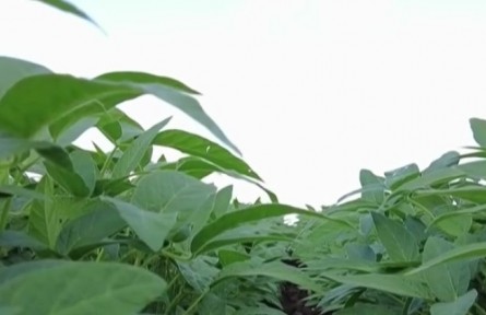 “保險(xiǎn)+期貨”等金融模式保障豆農(nóng)利益