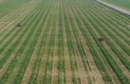 【在希望的田野上·三夏時(shí)節(jié)】我國大豆和油料產(chǎn)能提升工程開局良好