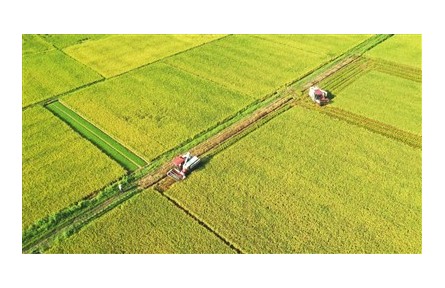 稻區(qū)“雙搶”忙，豐收有保障