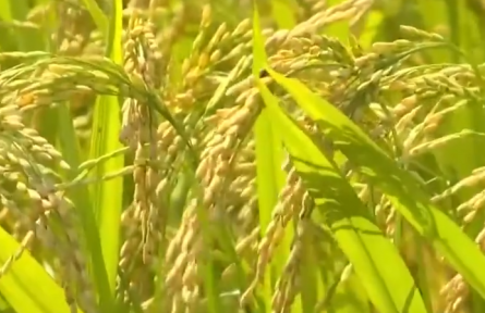 全國早稻收獲已過四成 總體進(jìn)展順利