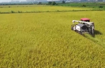 多地早稻小麥大面積開鐮收割 確保夏糧顆粒歸倉