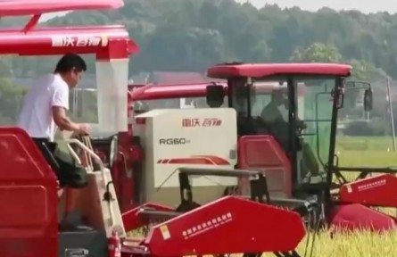 湖南寧鄉(xiāng)：早稻陸續(xù)進(jìn)入收獲期 大面積收割開始