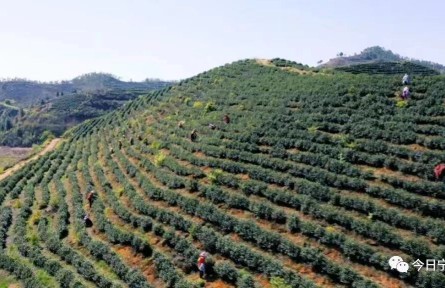 “外來媳婦”盤春梅帶領(lǐng)村民開創(chuàng)致富路 讓窮山溝變好地方