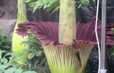 花還有臭的？“臭美”巨魔芋了解一下！