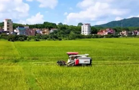 廣東：早稻收割超7成 機(jī)收減損實(shí)現(xiàn)糧食增收