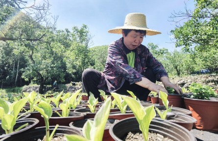 北京門(mén)頭溝：深山小村試點(diǎn)“林花經(jīng)濟(jì)”