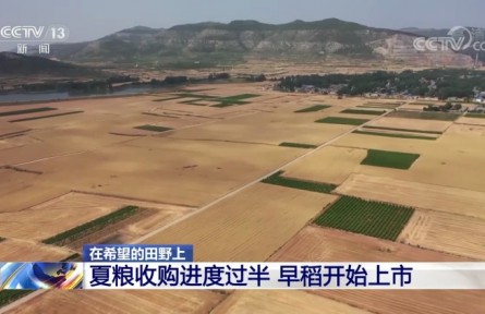 夏糧收購(gòu)進(jìn)度過(guò)半 早稻開始上市
