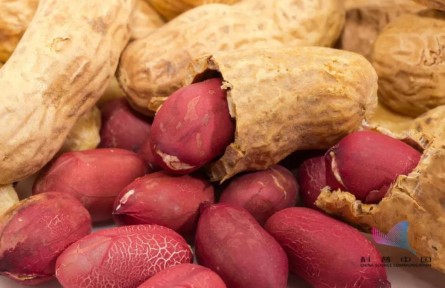 健康問(wèn)答 | 吃花生能軟化血管、清除垃圾？