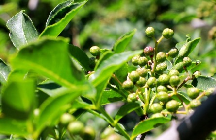 北京門(mén)頭溝：花椒豐收助農(nóng)增收