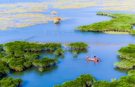 物種故事|紅樹林：綠色長(zhǎng)城 海岸衛(wèi)士