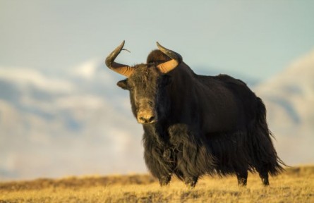 青?！た煽晌骼飮?guó)家級(jí)自然保護(hù)區(qū)