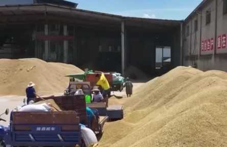 江西：金融機構(gòu)加大力度支持早稻收購