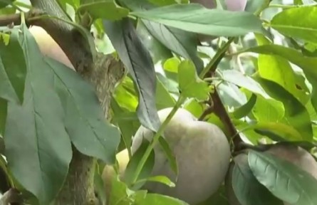 福建永泰：芙蓉李采摘正當(dāng)時