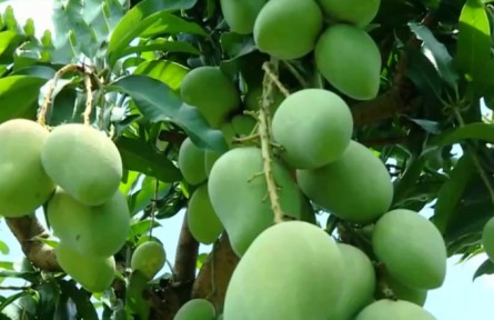 廣西百色：12億元“貸”動芒果產(chǎn)業(yè)發(fā)展壯大