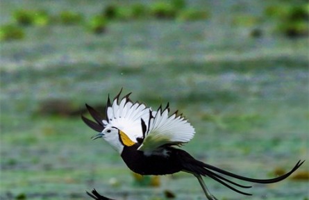 物種故事 | 水雉：濕地中的“凌波仙子”